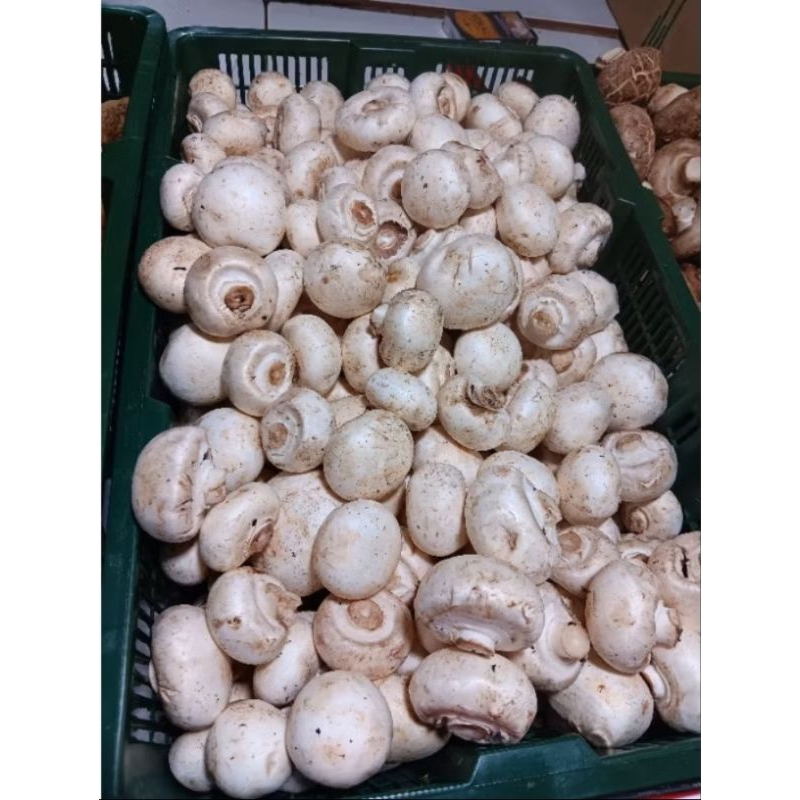 

jamur campignon 1.kg