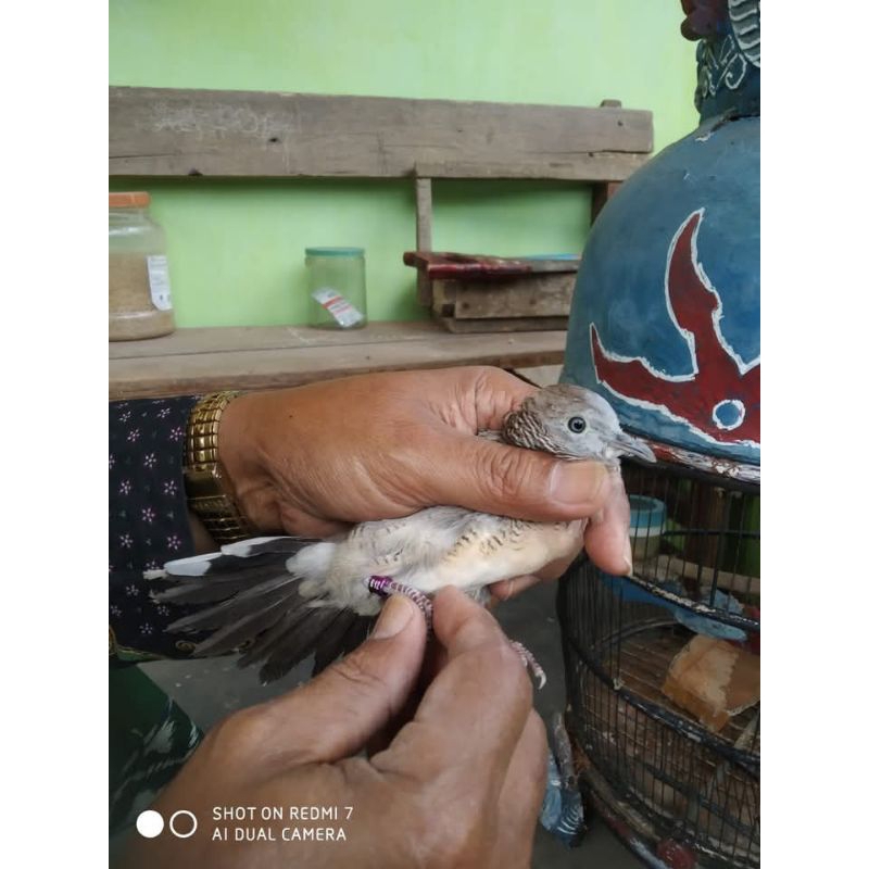 Burung perkutut bangkok