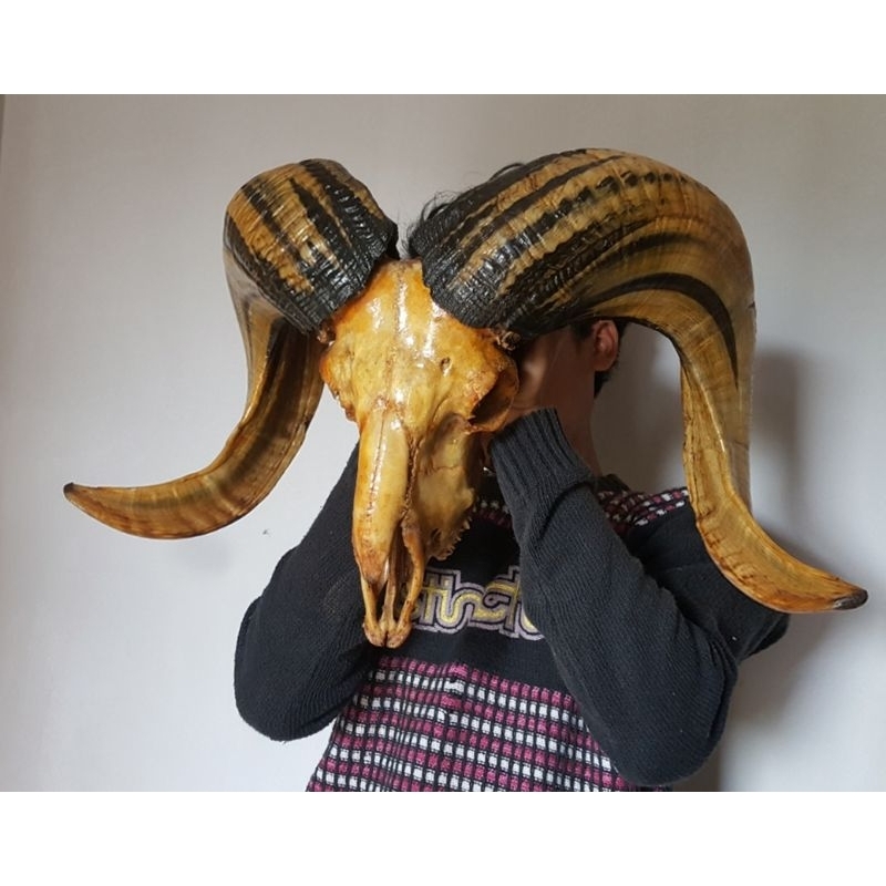 Hiasan tanduk domba garut jumbo
