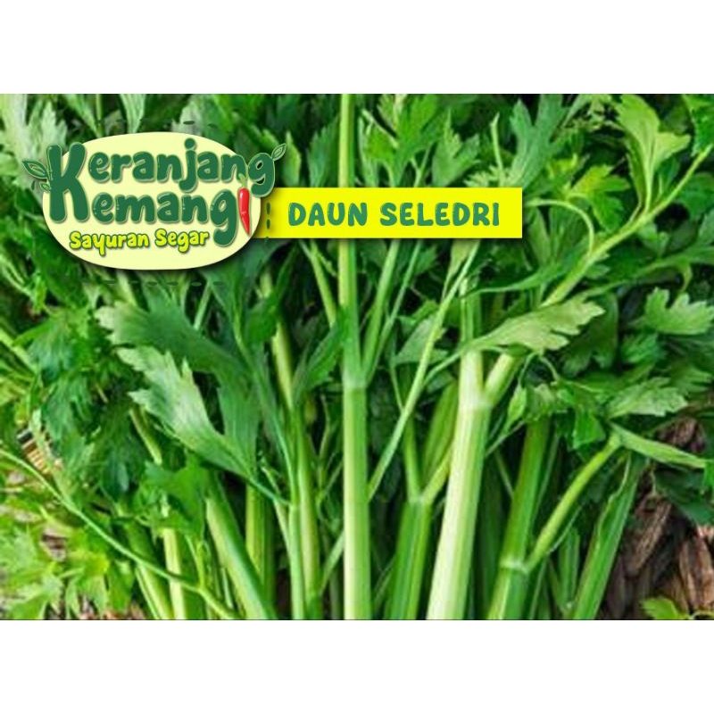 

Daun Seledri Segar