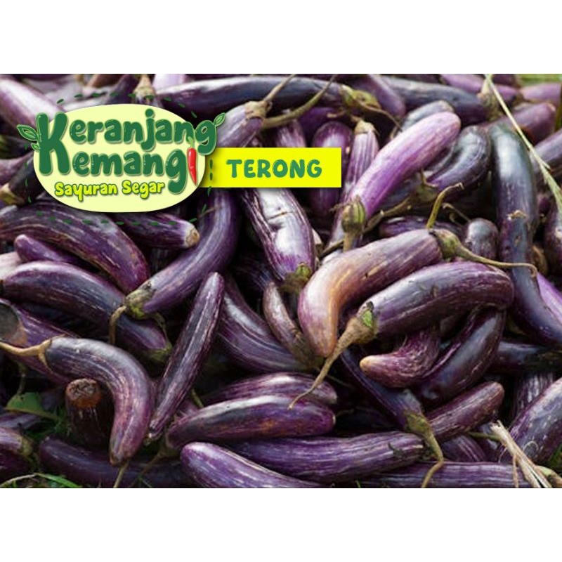 

Terong Ungu Segar