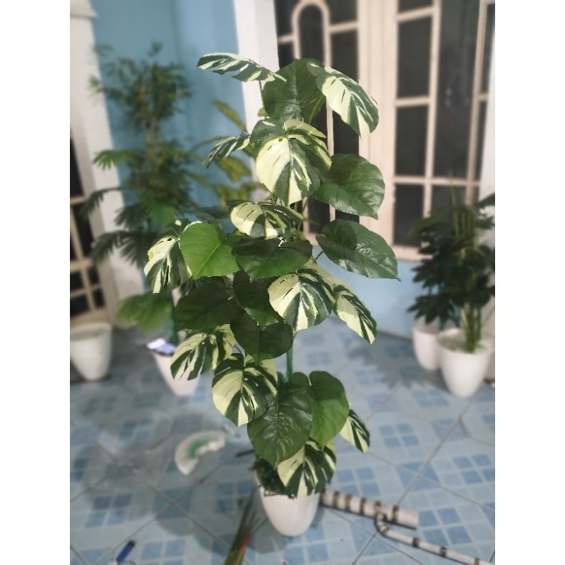 Monstera Varigata Artificial tinggi 150 cm Free pot dan aksesoris Rumput