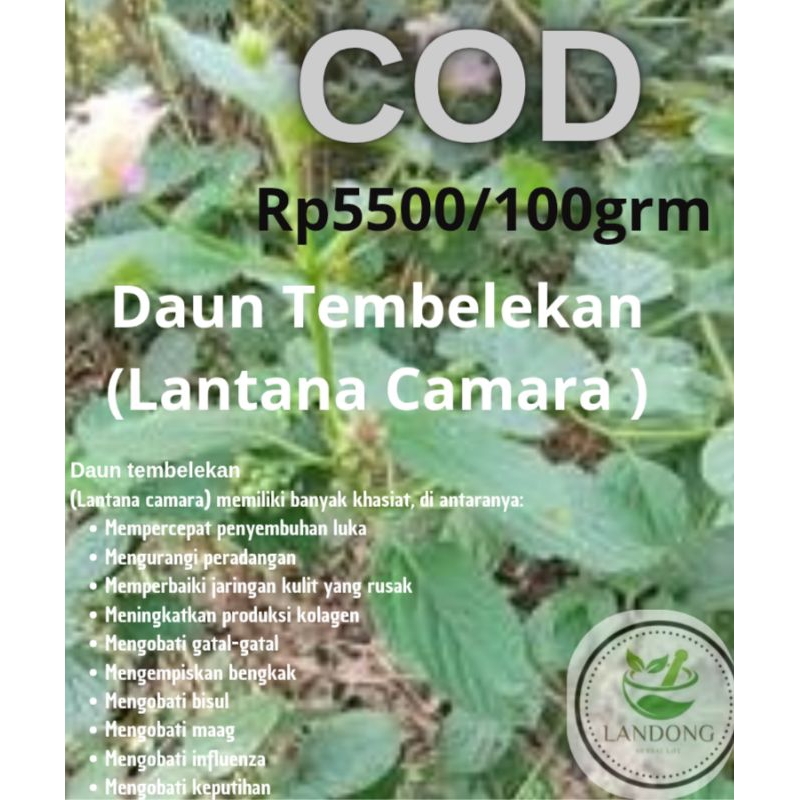 

Daun Tembelekan (Lantana Camara) Obat Gatal dan Luka