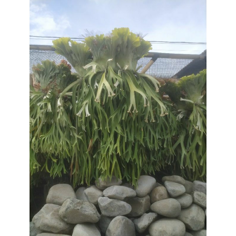 Tanaman Kadaka Tanduk Rusa Jumbo