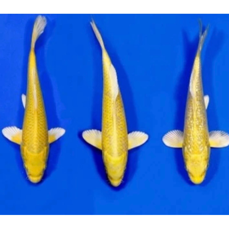 YAMABUKI OGON PAKET 5 EKOR