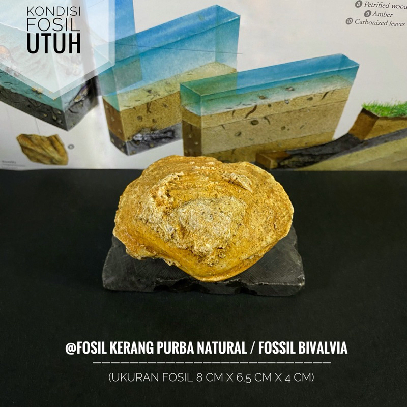 Fosil Kerang Purba Natural A22 atau Fosil Keong atau Fosil Kijing atau Fossil Bivalvia atau Fossil S