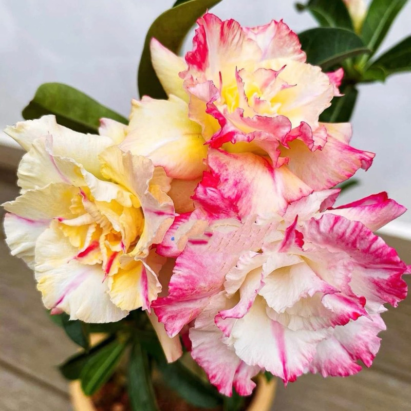 TANAMAN HIAS BUNGA ADENIUM TUMPUK 3 WARNA || TANAMAN HIAS BUNGA ADENIUM