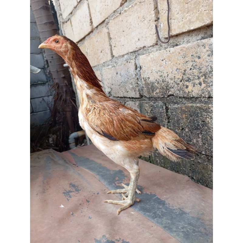 Ayam bangkok birma betina biang bukan telor ijo di Jakarta