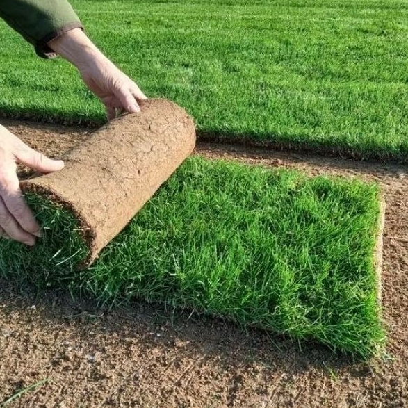 

Imported grass seeds Zoysia matrella Japan 1kg