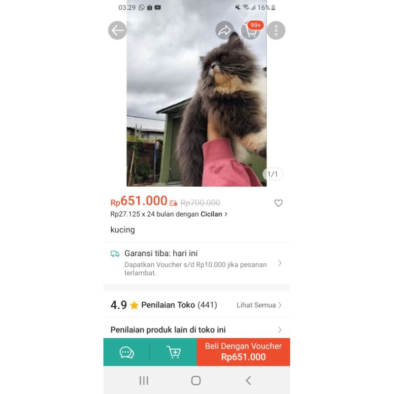 dijual kucing jenis persia peknose