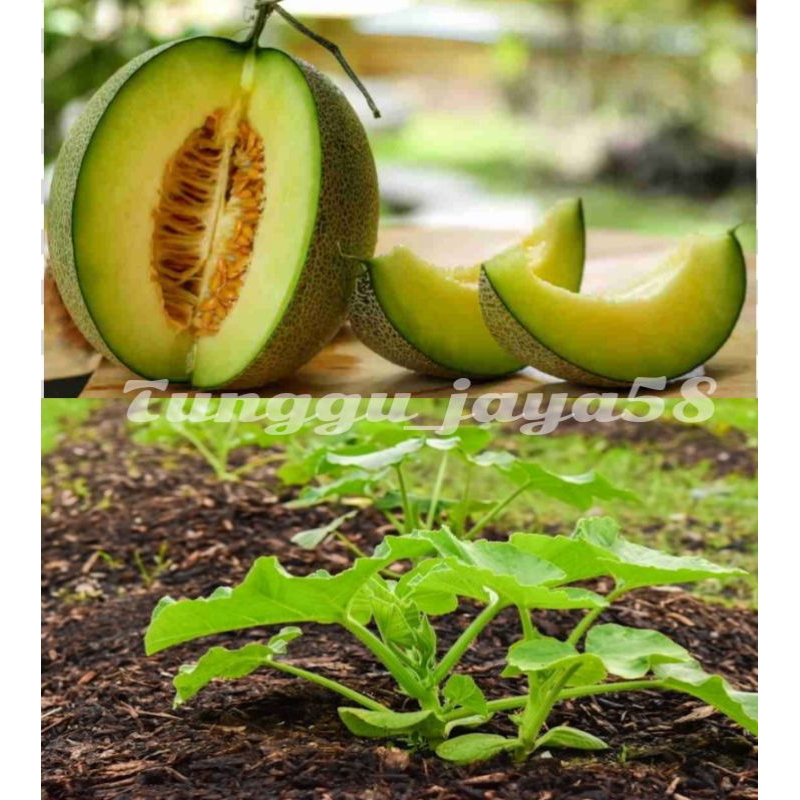 100 BUTIR BENIH MELON MADU MANIS benih melon unggulan super manis