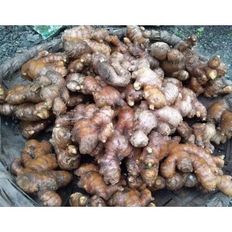 

kencur seblak / kencur rempah 250gr