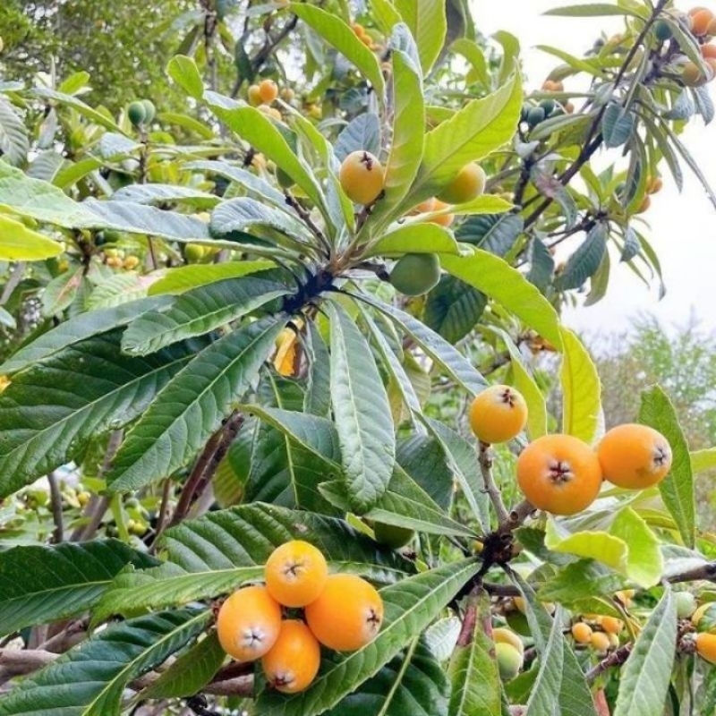 Bibit Leci kuning/leci biwa Cepat berbuah.