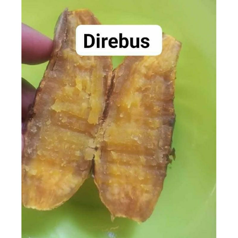 

ubi cilembu madu asli