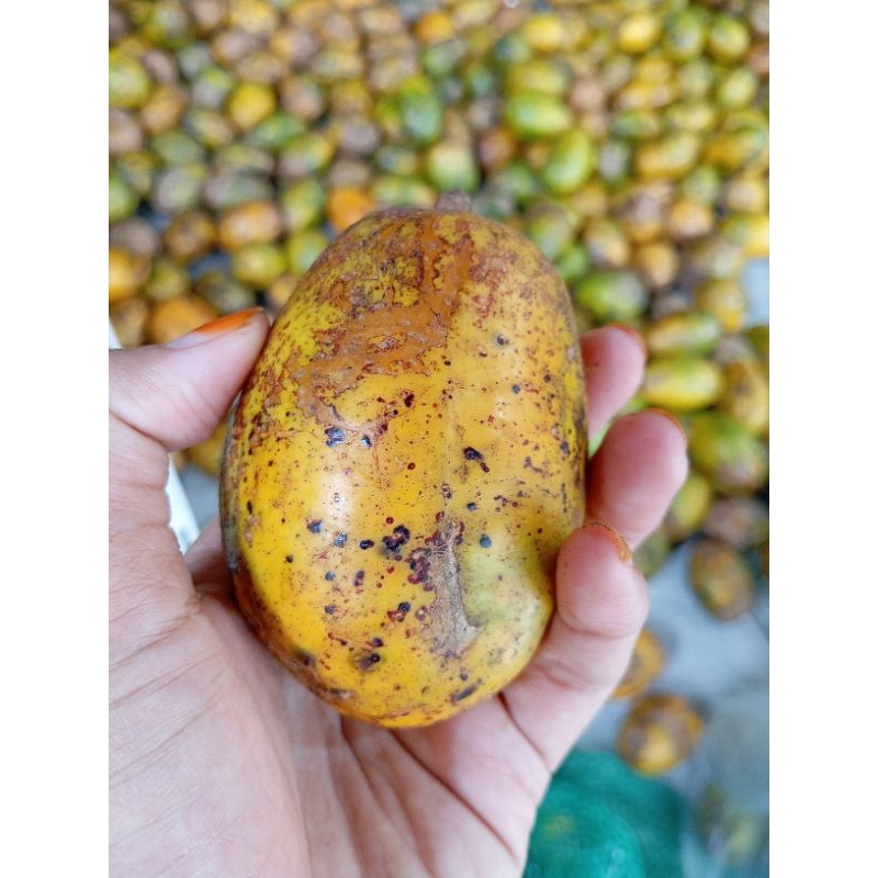 

Kedondong mateng