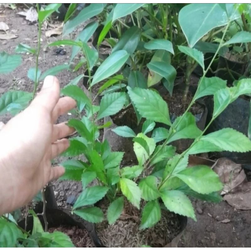 Tanaman pagar teh-tehan pohon teh tehan