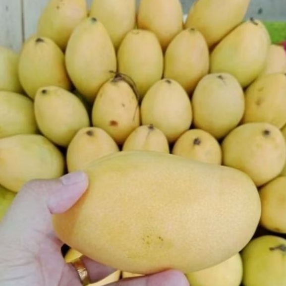

Mangga Thailand Manis 500gr/1kg