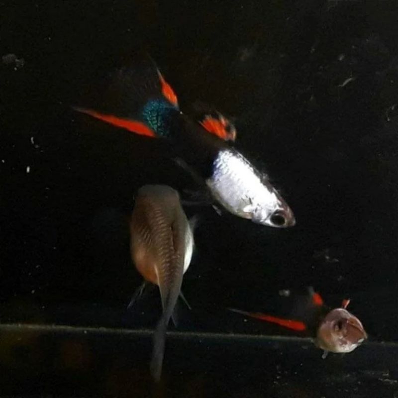 Silverado Black Flame Endler Guppy