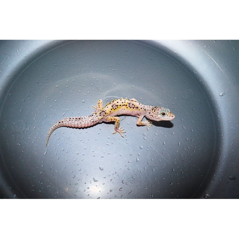 MAINAN LEOPARD GECKO JANTAN DEWASA (8 BULAN UP)