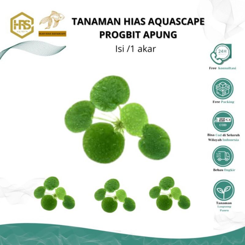 tanaman hias progbit apung hiasan aquarium