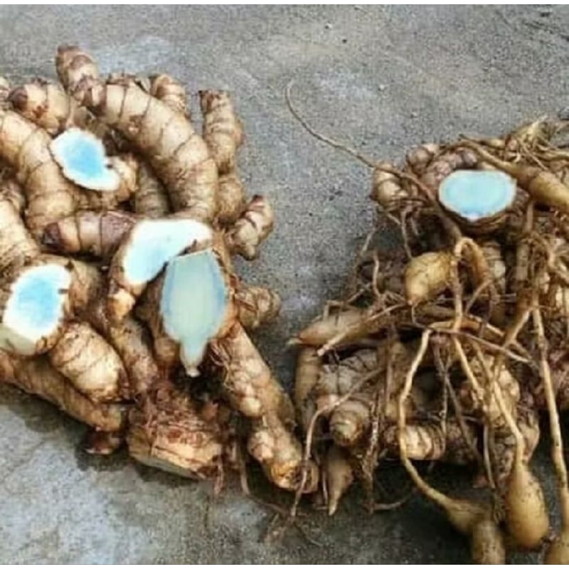 

TEMU IRENG SEGAR FRESH 1KG ORGANIC