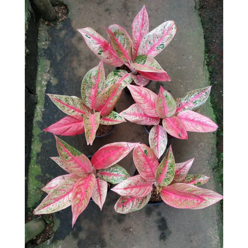 Aglonema Super Red Legacy/dewasa