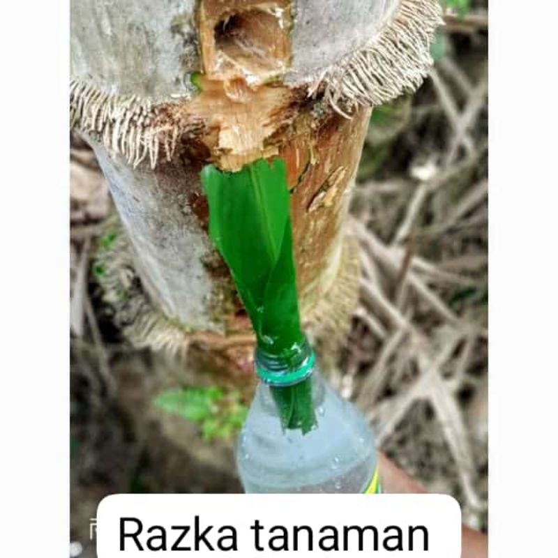 

air pohon bambu air bambu