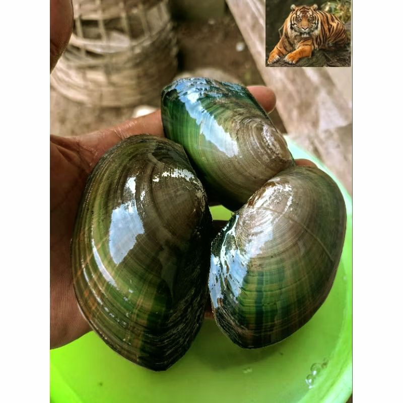 

kijing kerang air tawar 1kg untuk aquarium