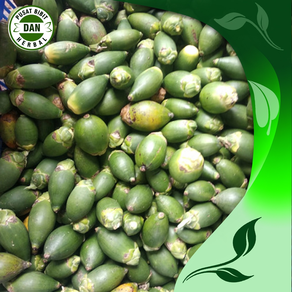 

Buah pinang muda segar obat herbal alami 500 gram