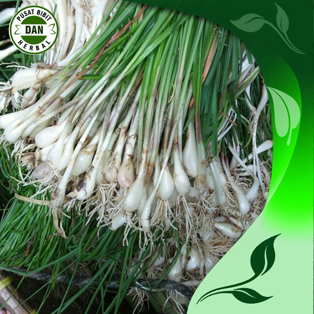 

sayur bawang kucai/kuncai 500 gram fresh