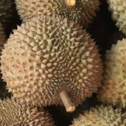 

Replika buah durian 1pcs cocok untuk ( mainan anak2 / dummy / dekorasi rumah / display / sample makanan / imitasi )