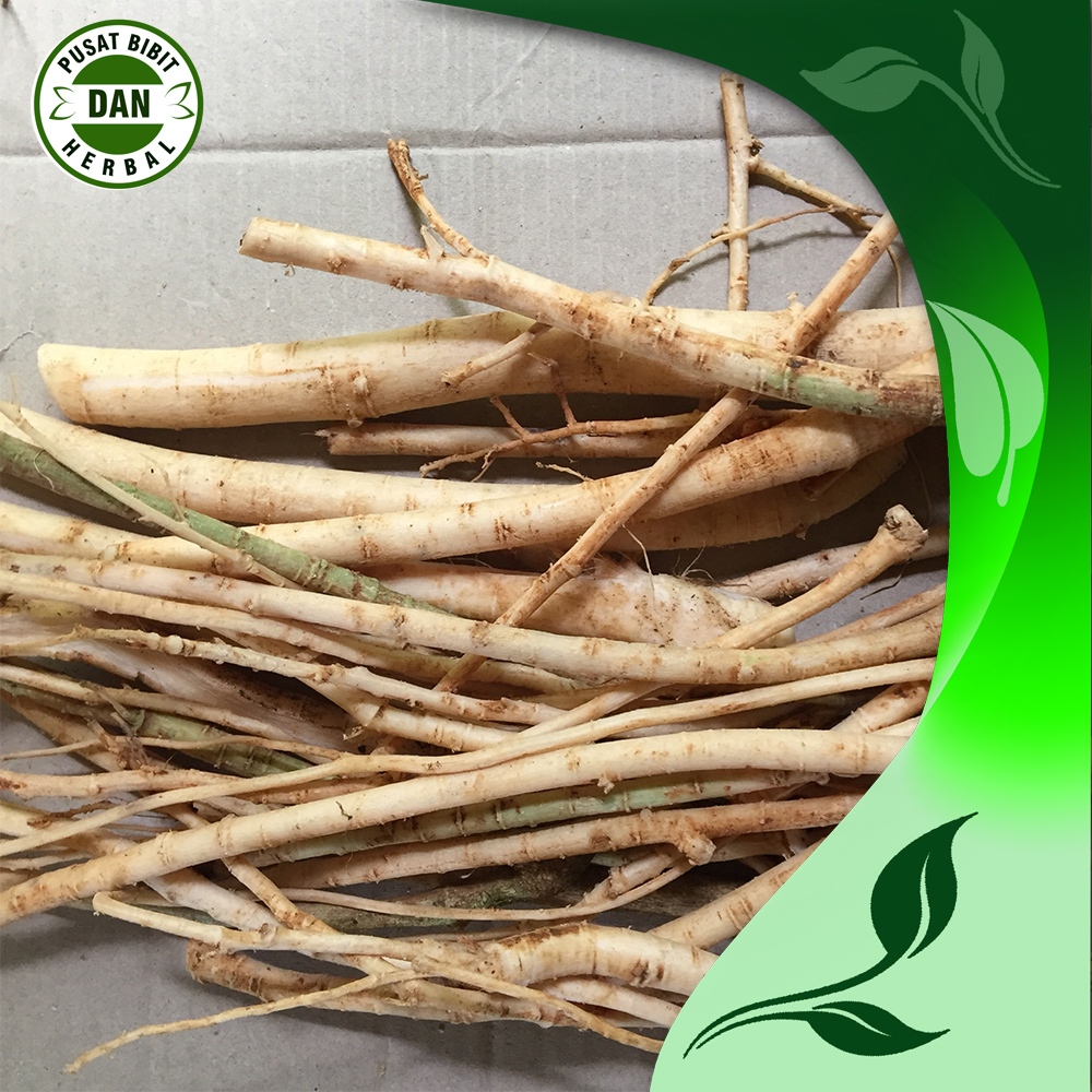 

Akar pohon pepaya fresh 250 gram bersih obat herbal