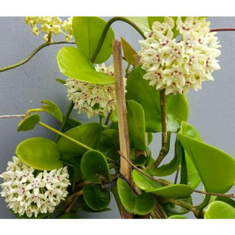 Tanaman Hias Hoya bunga wangi cantik
