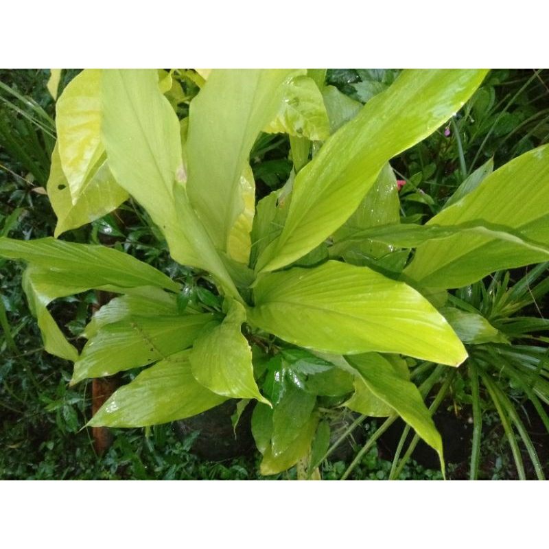 

DAUN KUNYIT KUNIR PETIK SEGAR