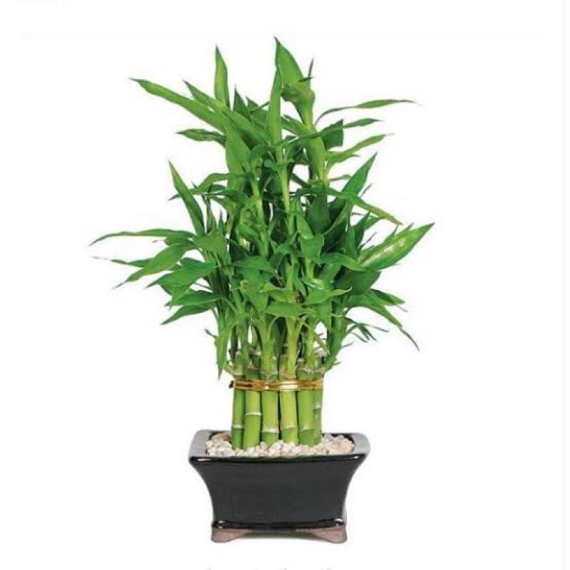 bambu hoki sri rejeki