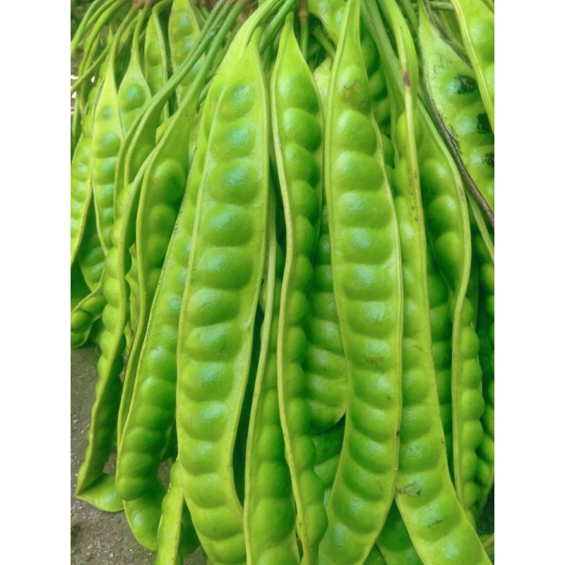 

PETE/PETAI TUA FRESH ISI 30 PAPAN LONJOR BARU PETIK