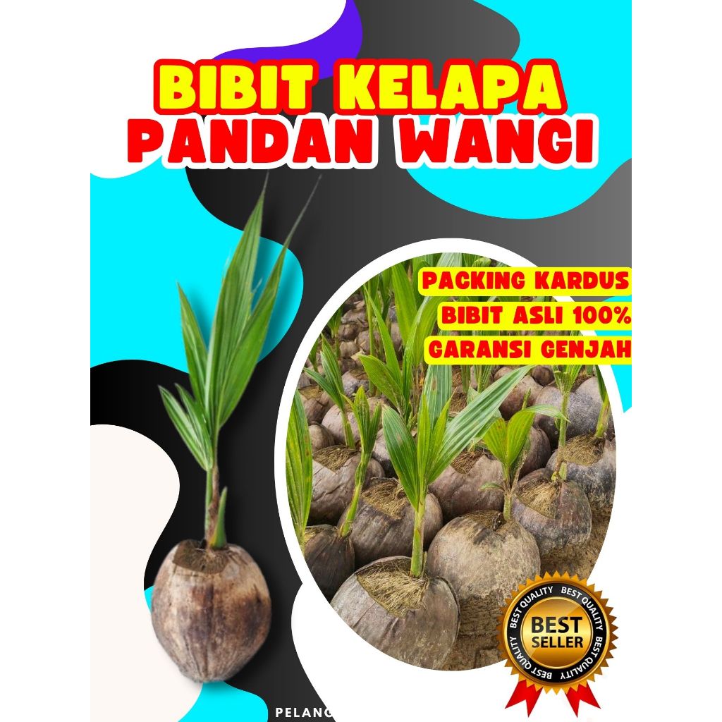 TERPERCAYA  Bibit Kelapa Pandan Wangi Fresh, Bibit Kelapa Pandan Wangi Indonesia