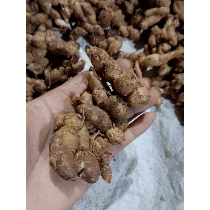 

kencur/cikur Jawa full tua-tua 1kg segar frees