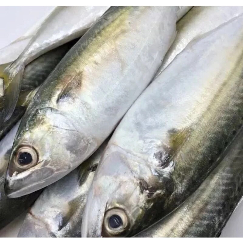 

Ikan Kembung Banjar Fresh Frozen 1Kg Hasil Tangkapan Nelayan Harian