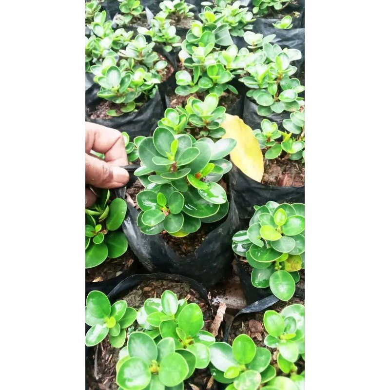 Bonsai Dolar Micro/Mangkok