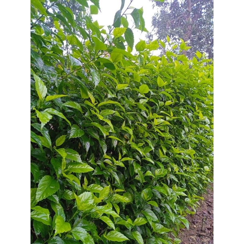 

daun kembang sepatu Fress petik 100 lembar