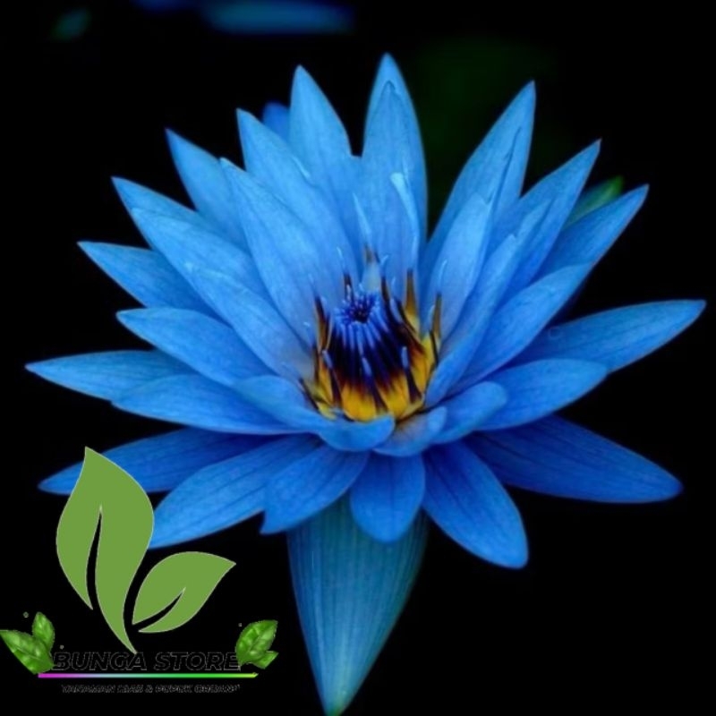 ( BISA COD ) TANAMAN HIAS WIJAYA KUSAMA BLUE BIRU - BUNGA HIAS WIJAYA KUSUMA - WIJAYA KUSUMA BUNGA G