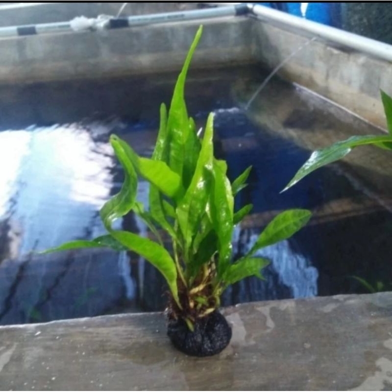 Tanaman Kadaka Windelov Kadaka Mini Tanaman Air Aquascape
