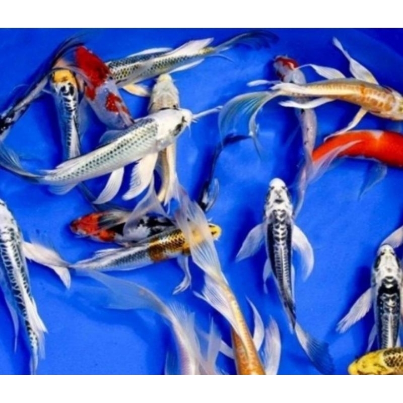 Ikan Koi Metalik Slayer 10-15 Cm Ikan Koi Kumpay 10-15 Cm
