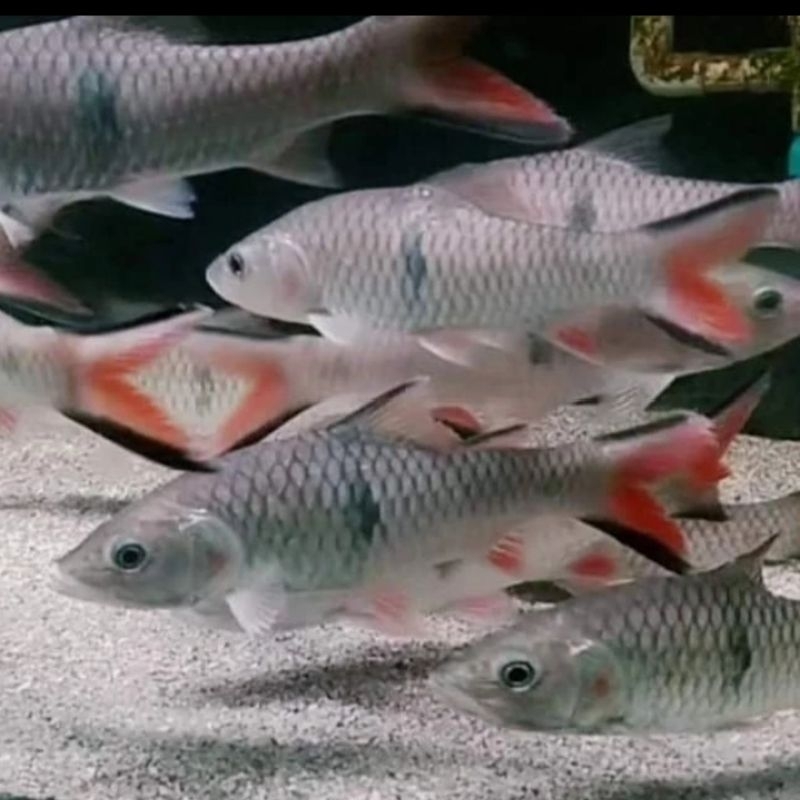 Ikan Hampala 20-25 Cm Ikan Tankmate Arwana