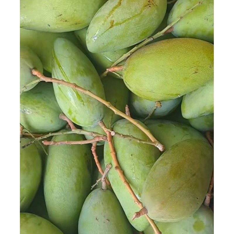 mangga muda golek,1kg cocok buat rujak