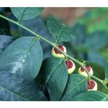 

Daun katuk organik segar langsung petik dari kebun
