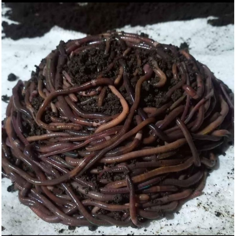 cacing tanah /cacing kalung kebo