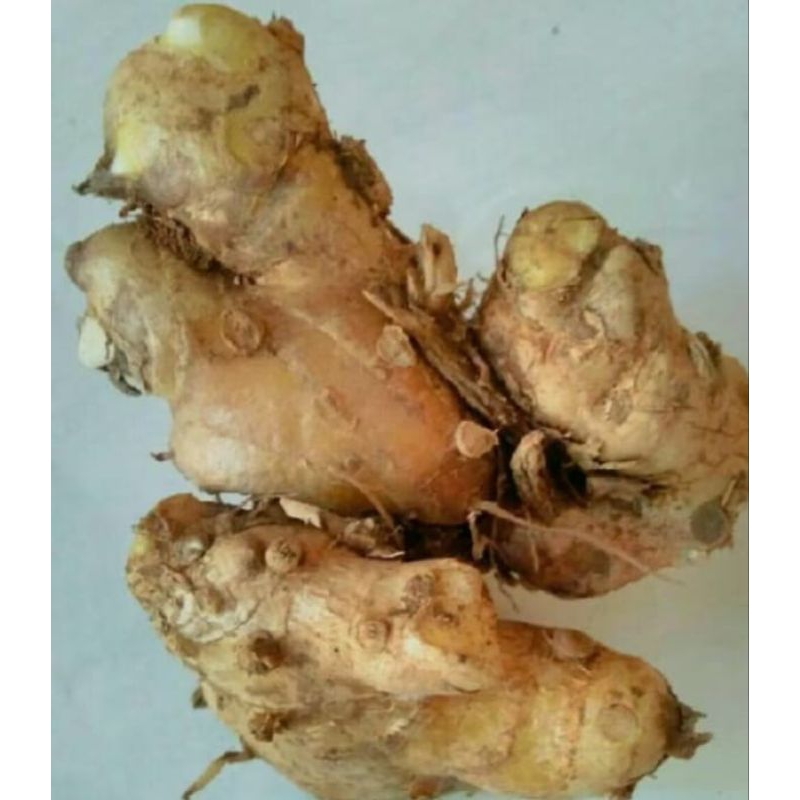 

bangke/panglima herbal 250 gram
