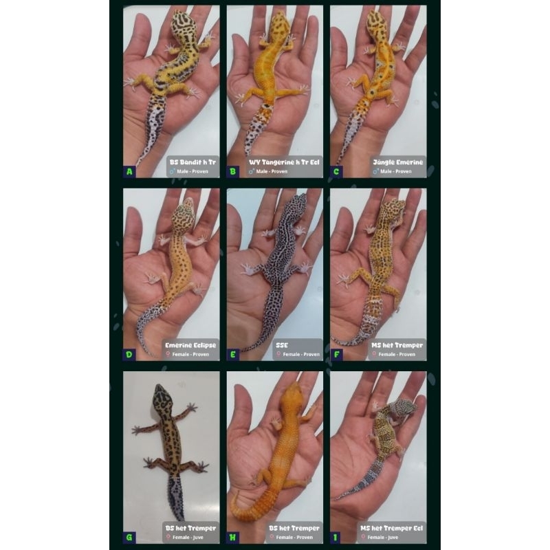 Leopard Gecko / Gecko / Tokek Gurun - Ornamen Aquarium